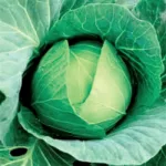 ecogene-cabbage-goldeneco