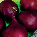 ecogene-onion-redrose