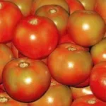 ecogene-tomato-desi105f