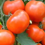 ecogene-tomato-ghana705