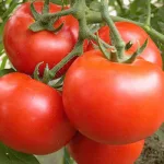 ecogene-tomato-redapplef