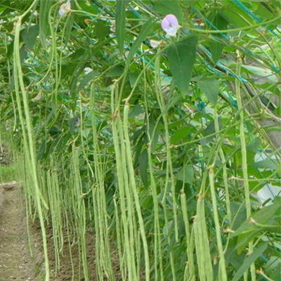 Cowpea-J701 Ecogene Agritech Pvt. Ltd - Cowpea Seeds