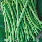 ecogene-beans-superbeans