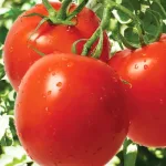 ecogene-tomato-bright