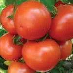 ecogene-tomato-ghana711