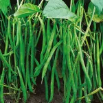ecogene-beans-finchselection