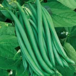 ecogene-beans-polesuper