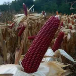 ecogene-maize-superred
