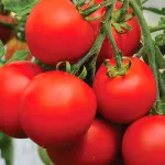 ecogene-tomato-elora