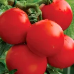 ecogene-tomato-roza
