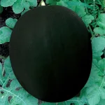 ecogene-watermelon-greenball