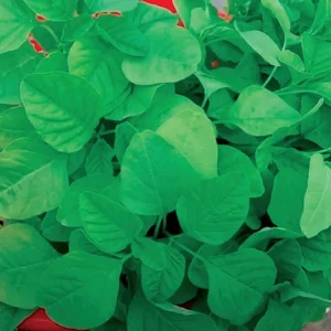 Amaranth - Green Queen