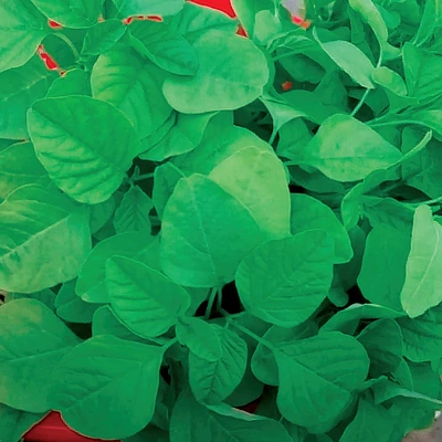 ecogene-amaranth-greenqueen