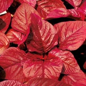 Amaranth - Red Queen