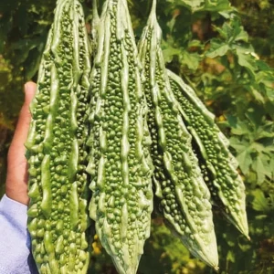 Bitter Gourd - Deepali - Image 1
