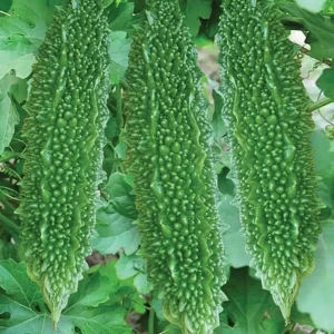 Bitter Gourd - Katai - Image 1