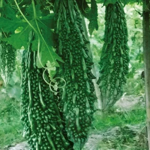 Bitter Gourd - Vaishnavi