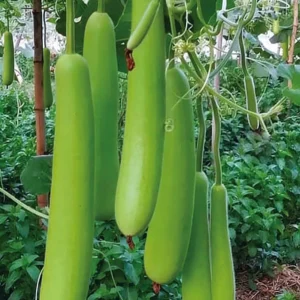 Bottle Gourd-Acer
