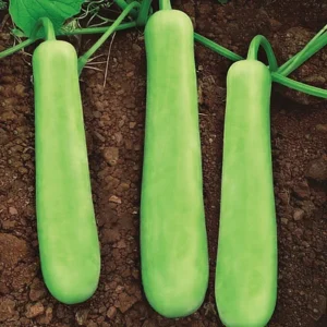 Bottle Gourd - Suman
