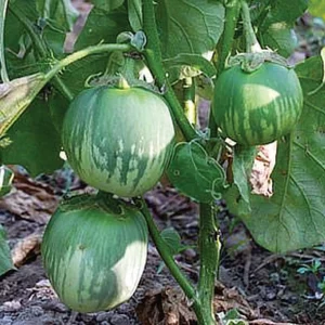 Brinjal - Anant