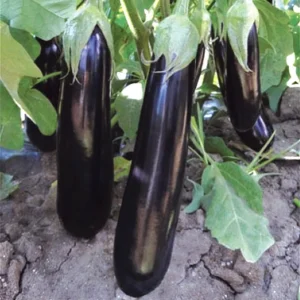 Brinjal - Rajshree