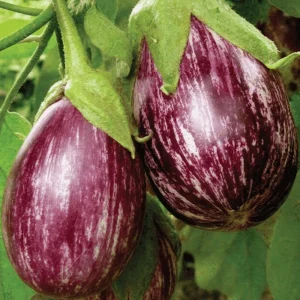 Brinjal - Red Queen