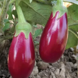 Brinjal - Roshan