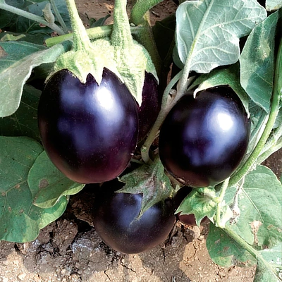 ecogene-brinjal-shyam