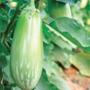 Brinjal - Sushmita