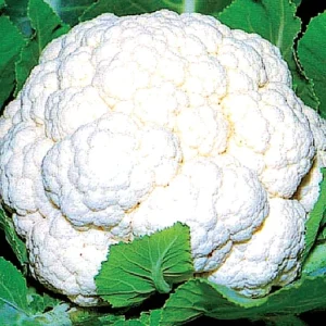 Cauliflower- Arc-1