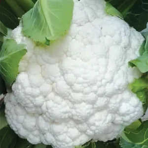 Cauliflower - White Beauty