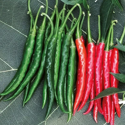 ecogene-chilli-agni71