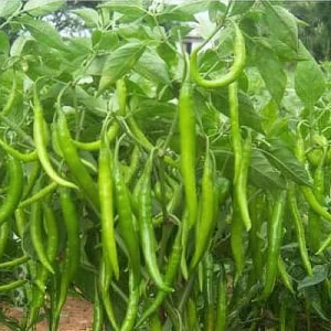 Chili -Greenbell