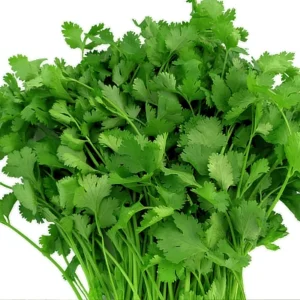 Coriander- Cuba