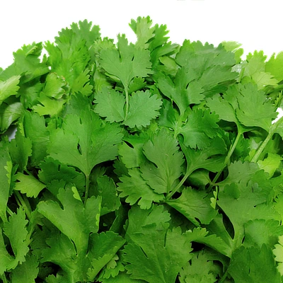 ecogene-coriander-topgreen