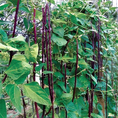 ecogene-cowpea-lalit