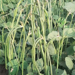 Cowpea - Selection51