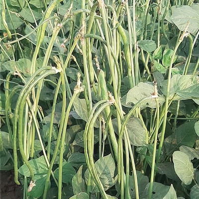 ecogene-cowpea-selection51