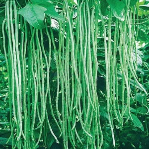 Cowpea-W705