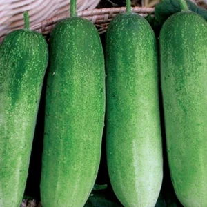 Cucumber-Golden Green