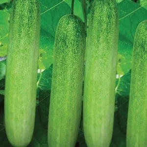 Cucumber-Western Green
