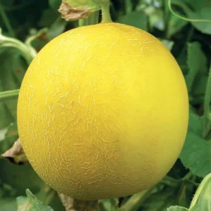 Muskmelon - Eco King