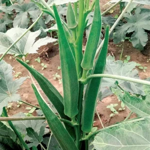 Okra - Akshita