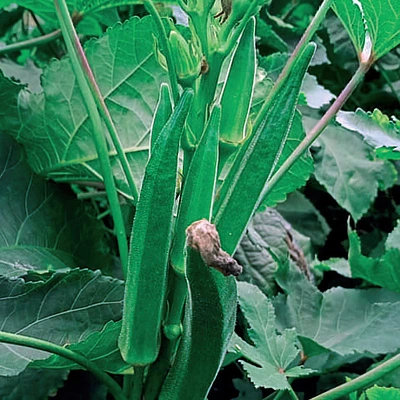 ecogene-okra-ananya