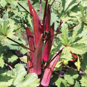 Okra - RL45