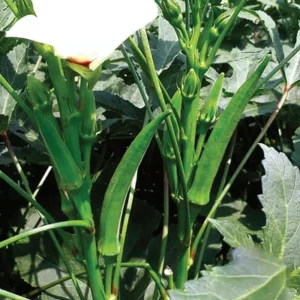 Okra - Selection
