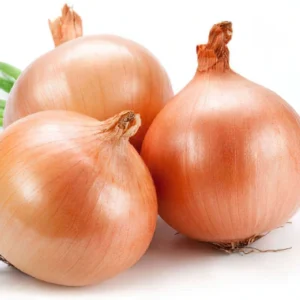 Onion - Gauran