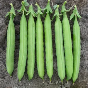 Peas-G10