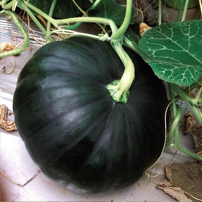 ecogene-pumpkin-arun