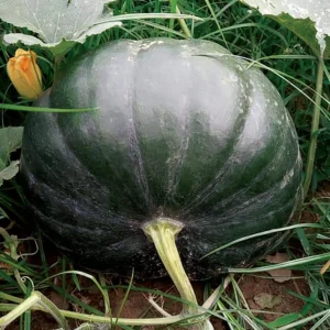 Pumpkin - Selection Black